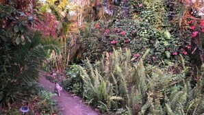 Ein schmaler, unbefestigter Gartenweg, umgeben von dichtem Grün und Farne.