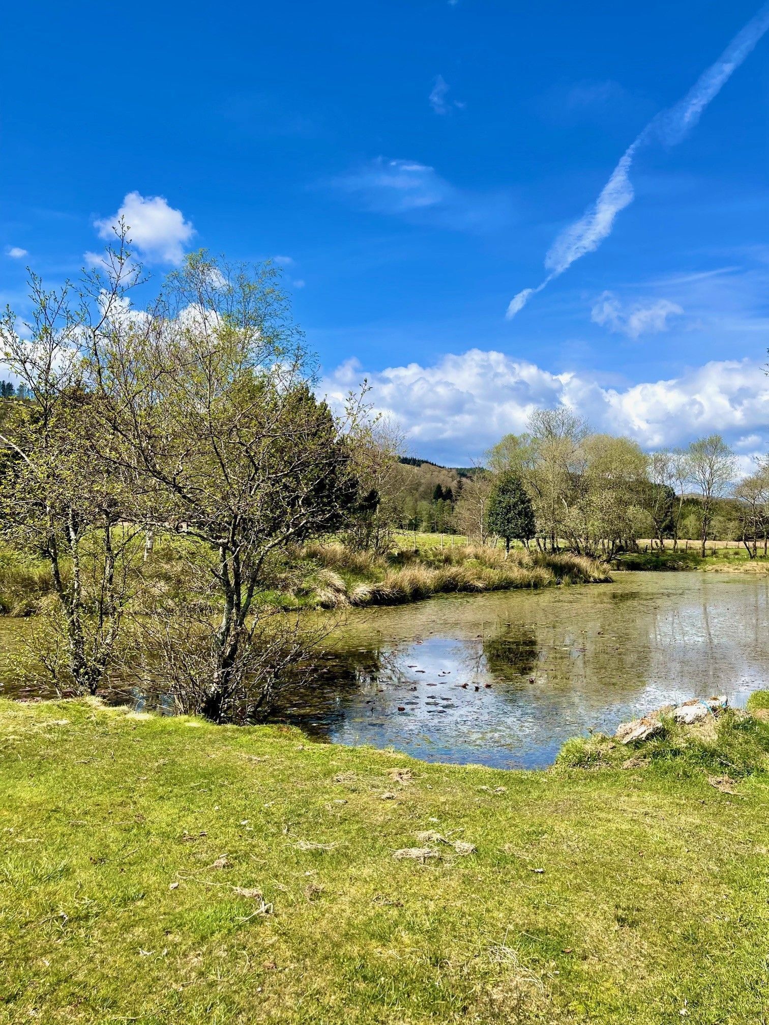 A serene landscape with a pond, grassy areas, and trees under a clear blue sky.