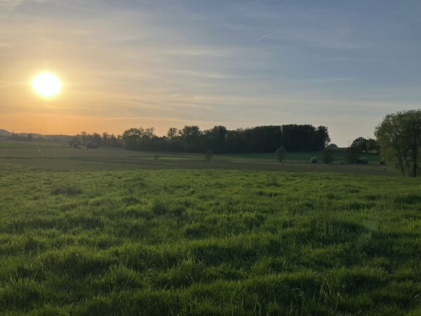 Ein grünes Feld mit klarem Himmel und untergehender Sonne.