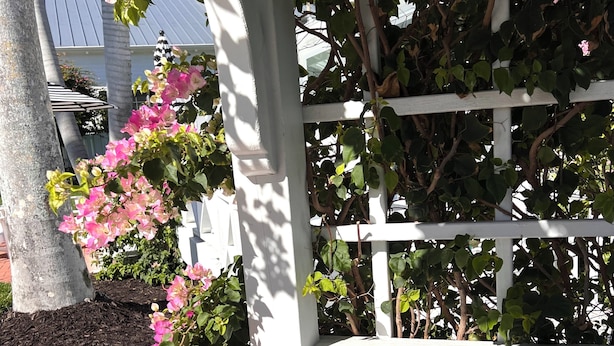 A white pergola with climbing plants and pink flowers.