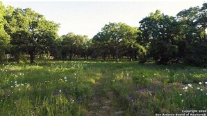 Un campo con árboles y flores silvestres.