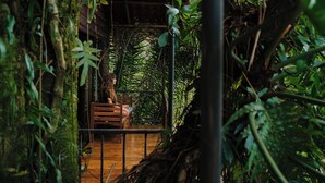 A wooden bench in a lush, green environment with dense foliage. - Las Cabanas (Venecia)