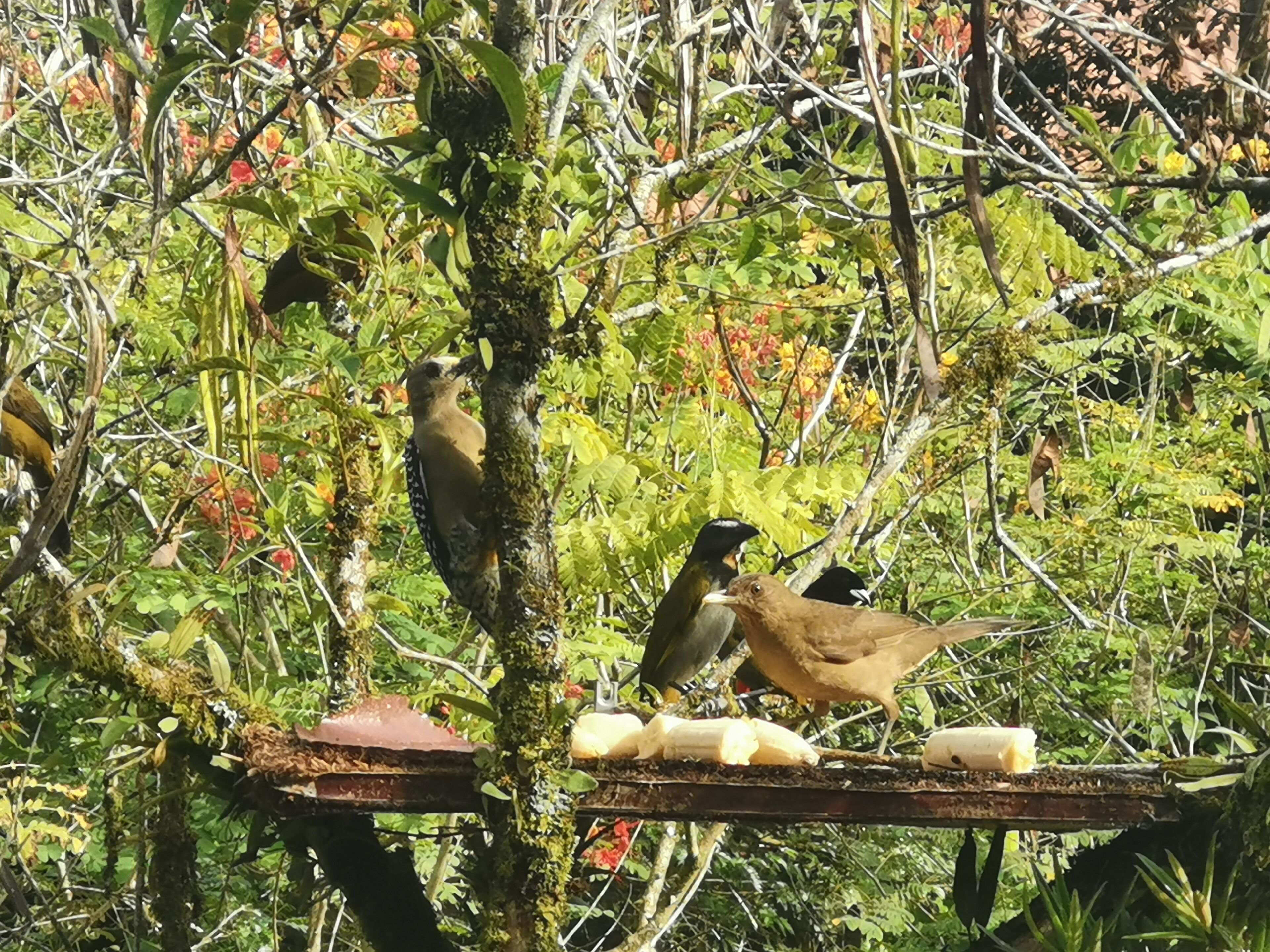 Um comedouro com bananas e um abrigo para pássaros num jardim exuberante.