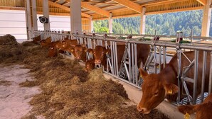 Une grange où l’on voit des vaches en train de manger, des mangeoires métalliques et, à travers les ouvertures latérales, une vue sur les arbres.