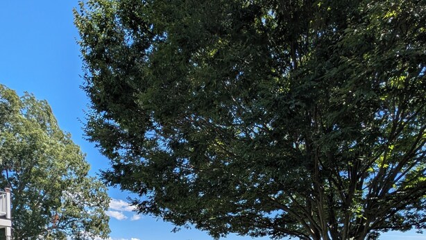 An outdoor seating area with Adirondack chairs, a fire pit, and a large tree providing shade.