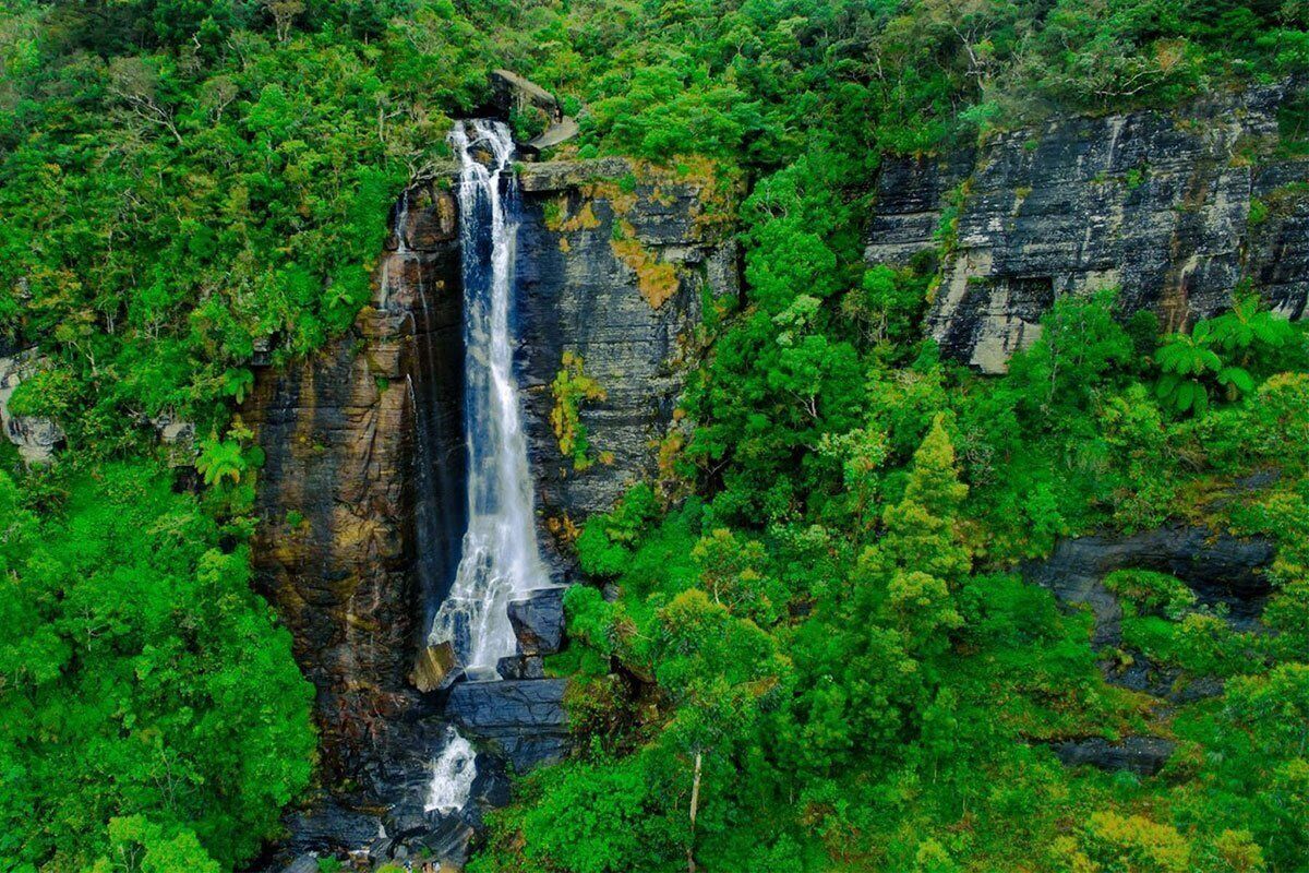 A waterfall surrounded by dense green foliage.