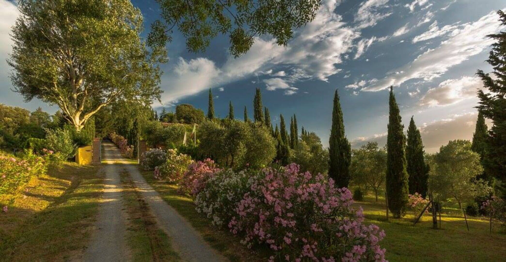 A garden pathway with trees and flowering shrubs.