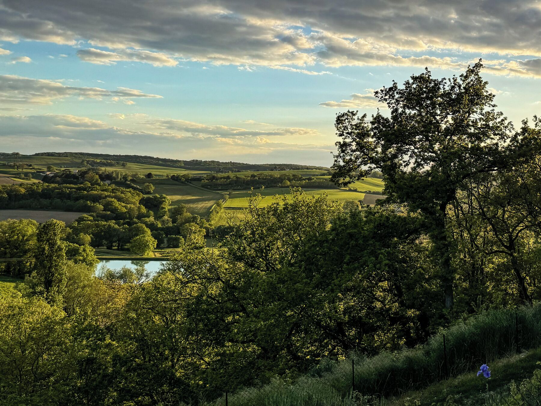 Un paysage composé de collines douces, d’un lac et d’un arbre au premier plan.