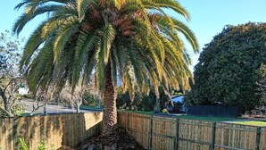 A backyard with a palm tree, a wooden fence, a lawn, and a concrete pathway. - Steam land stay  (Rotorua)