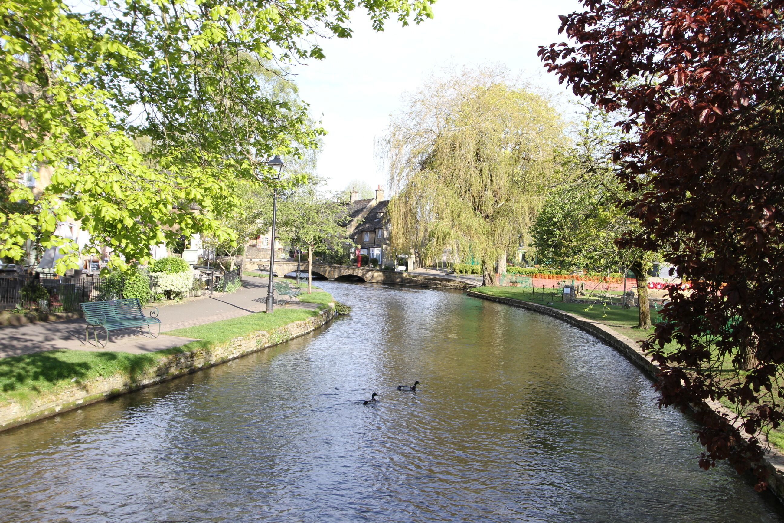 A calm river with ducks swimming, surrounded by trees and a bridge in the background.