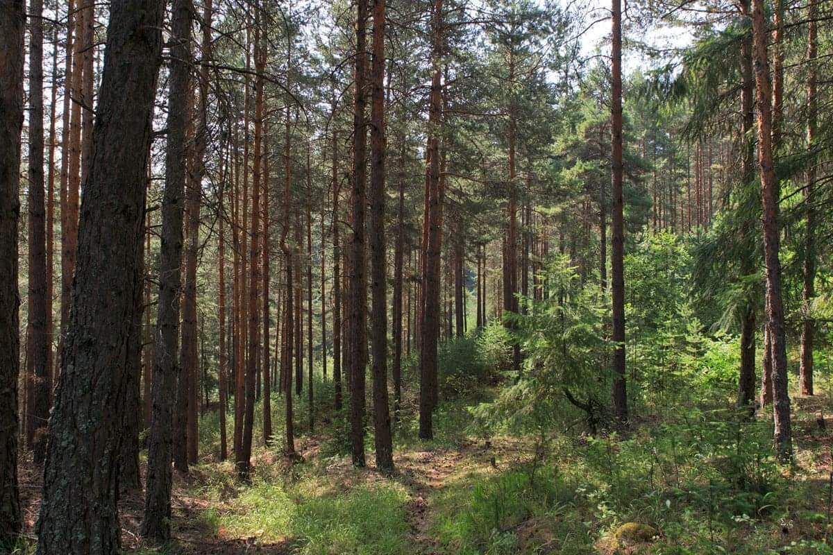 A dense forest with tall pine trees and a narrow dirt path.