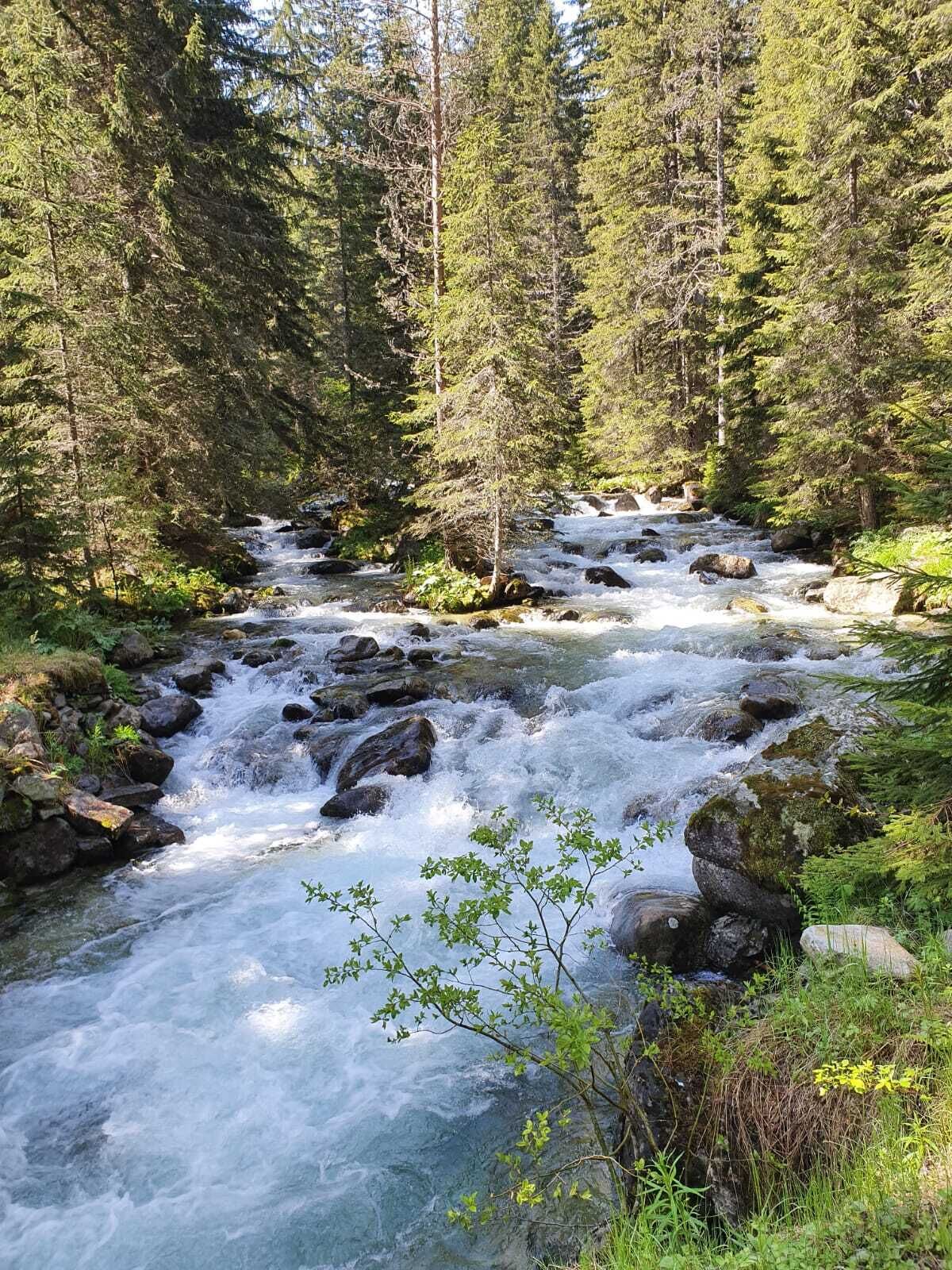 A river flowing through a forest with rocks and trees.