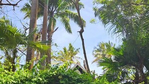 A pathway leading to a building surrounded by lush greenery and tall trees. - Asha Boutique Hotel (Diani Beach)
