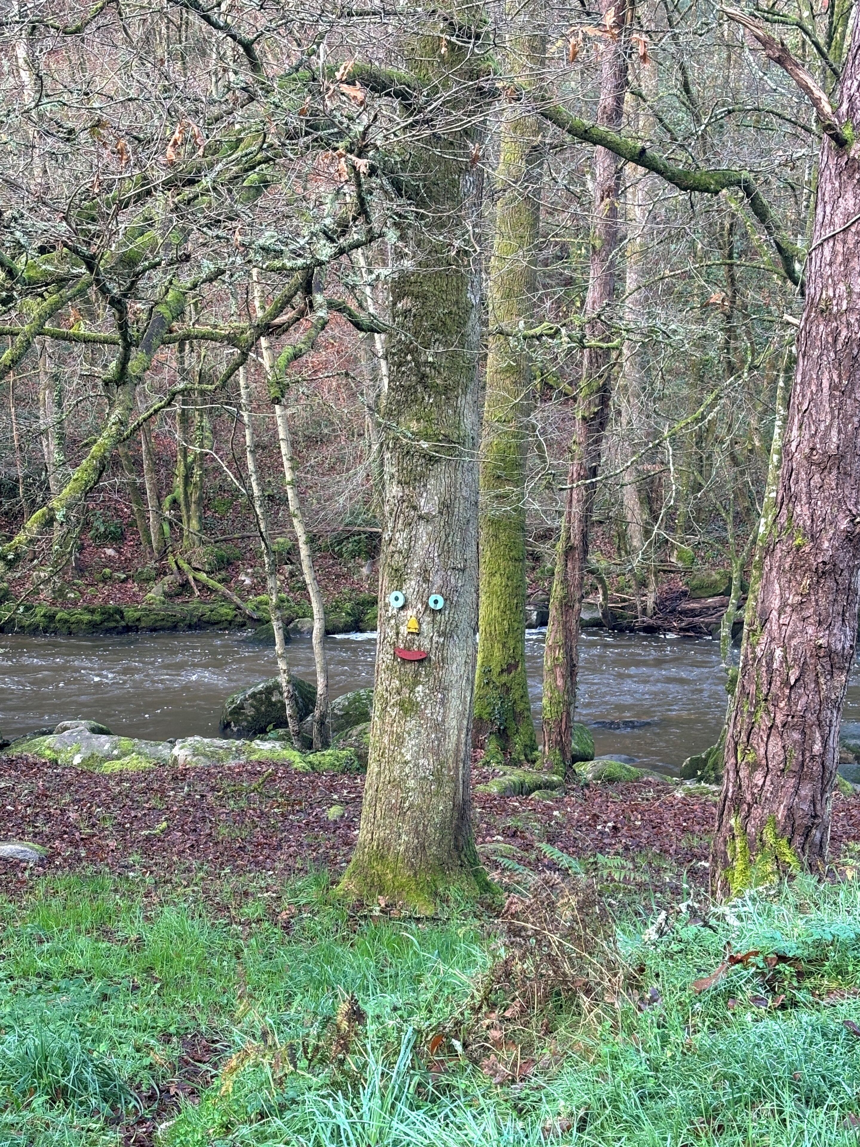 Een bos met een rivier, rotsen en mosbedekte bomen.