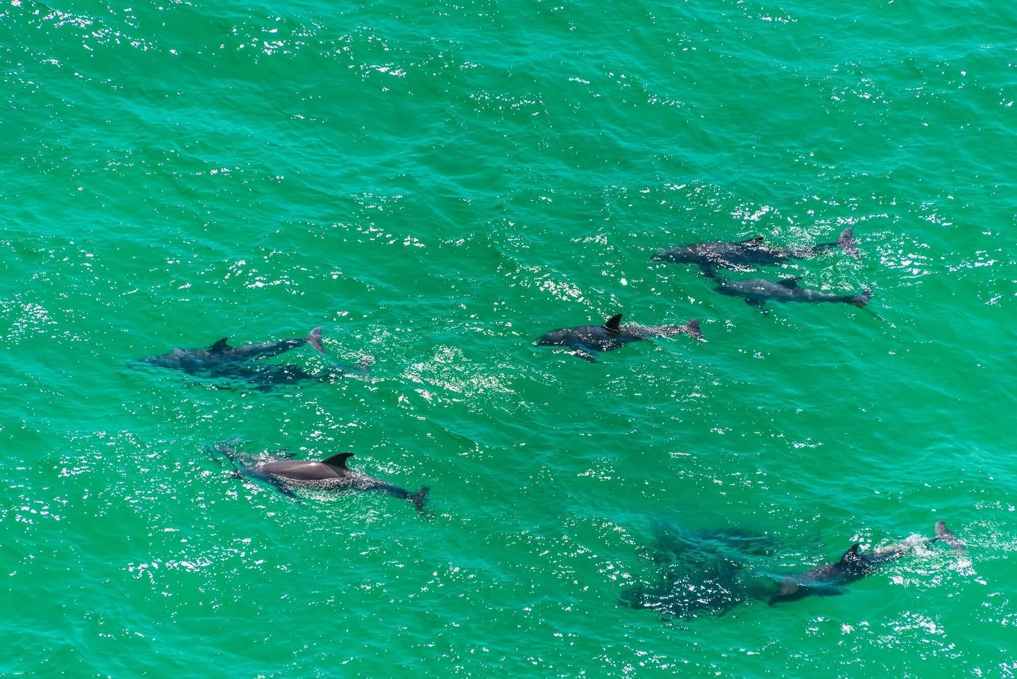 A group of dolphins swimming in clear turquoise water.