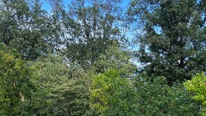 A grassy yard with a concrete wall and a tree. - Maison Calme en Bordure de Forêt (Le Perray-en-Yvelines)