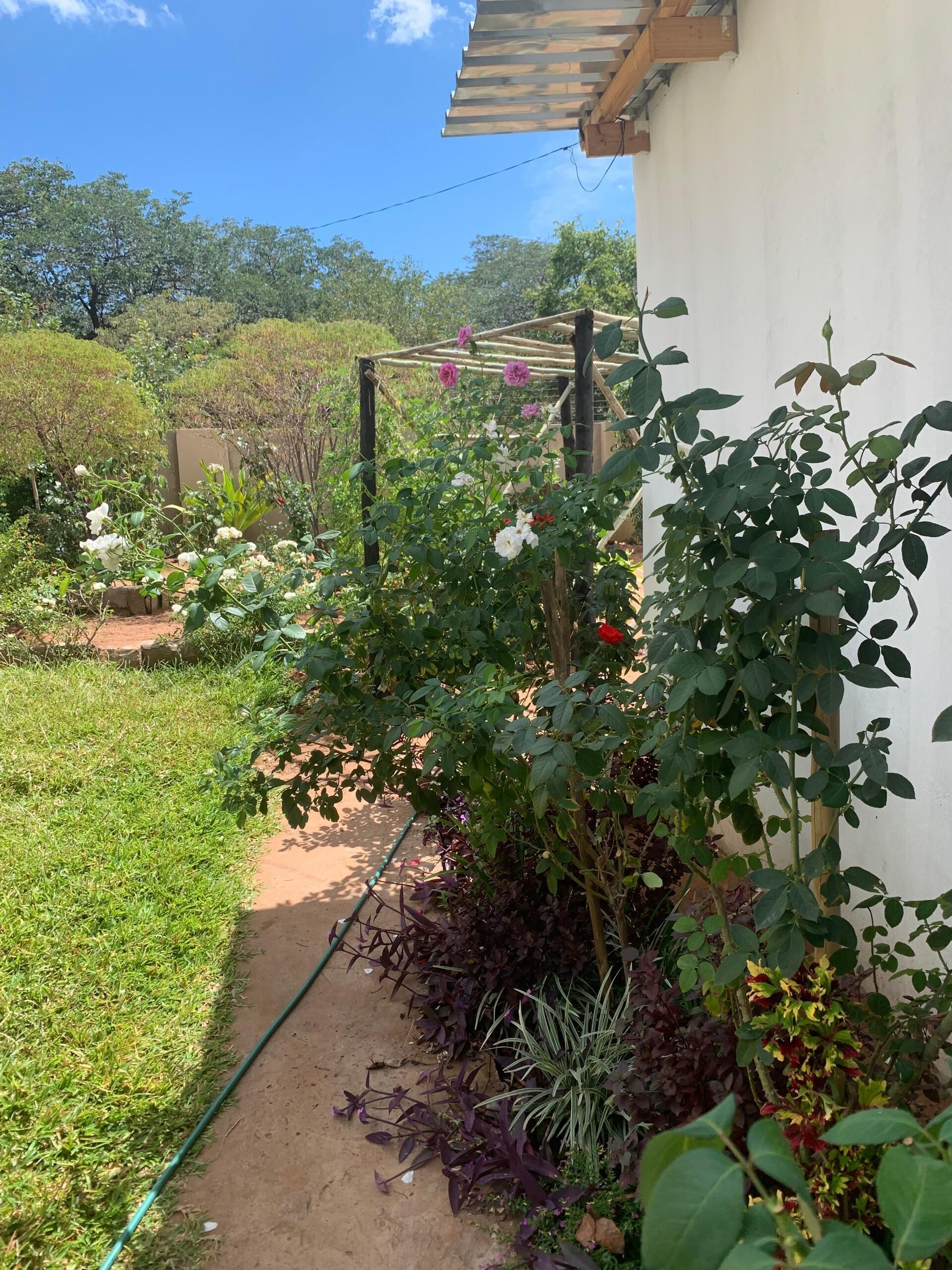 Un jardín con diversas plantas y una pérgola de madera.