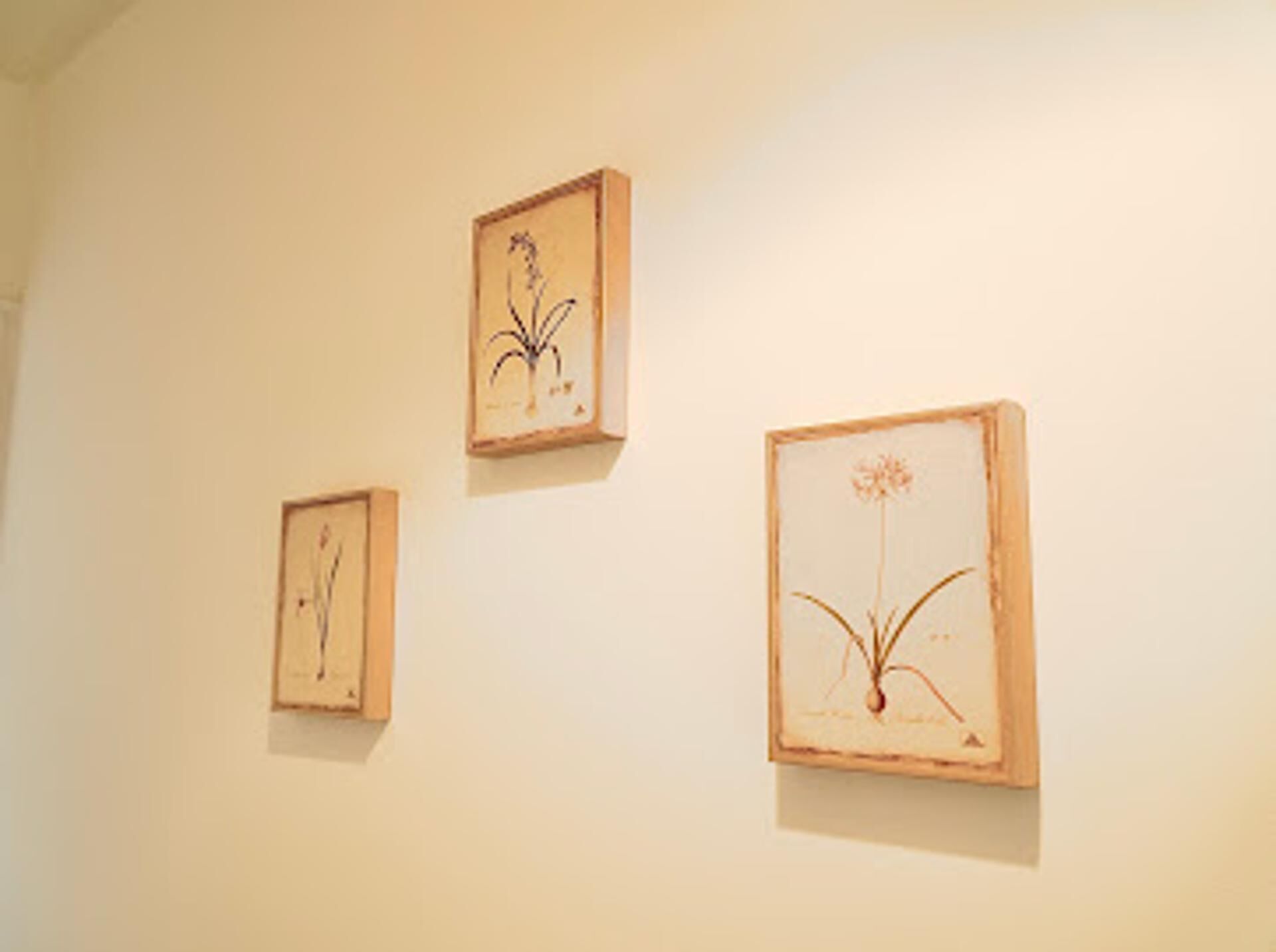 Tre indrammede botaniske illustrationer på en enkel væg.