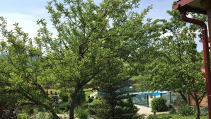A lush garden with a pathway leading to a building with a blue pool.