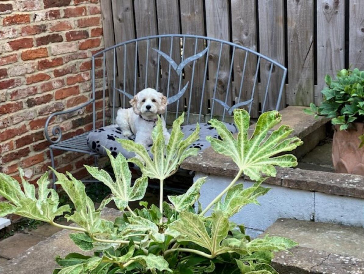 Een hond zit op een metalen bankje, met een bakstenen muur en een houten hek op de achtergrond.