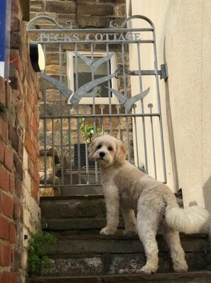 A dog standing on a set of stone steps in front of a metal gate with the words 'PECKS COTTAGE' above it.
