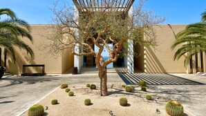 Un patio con un árbol, cactus y la fachada de un edificio.