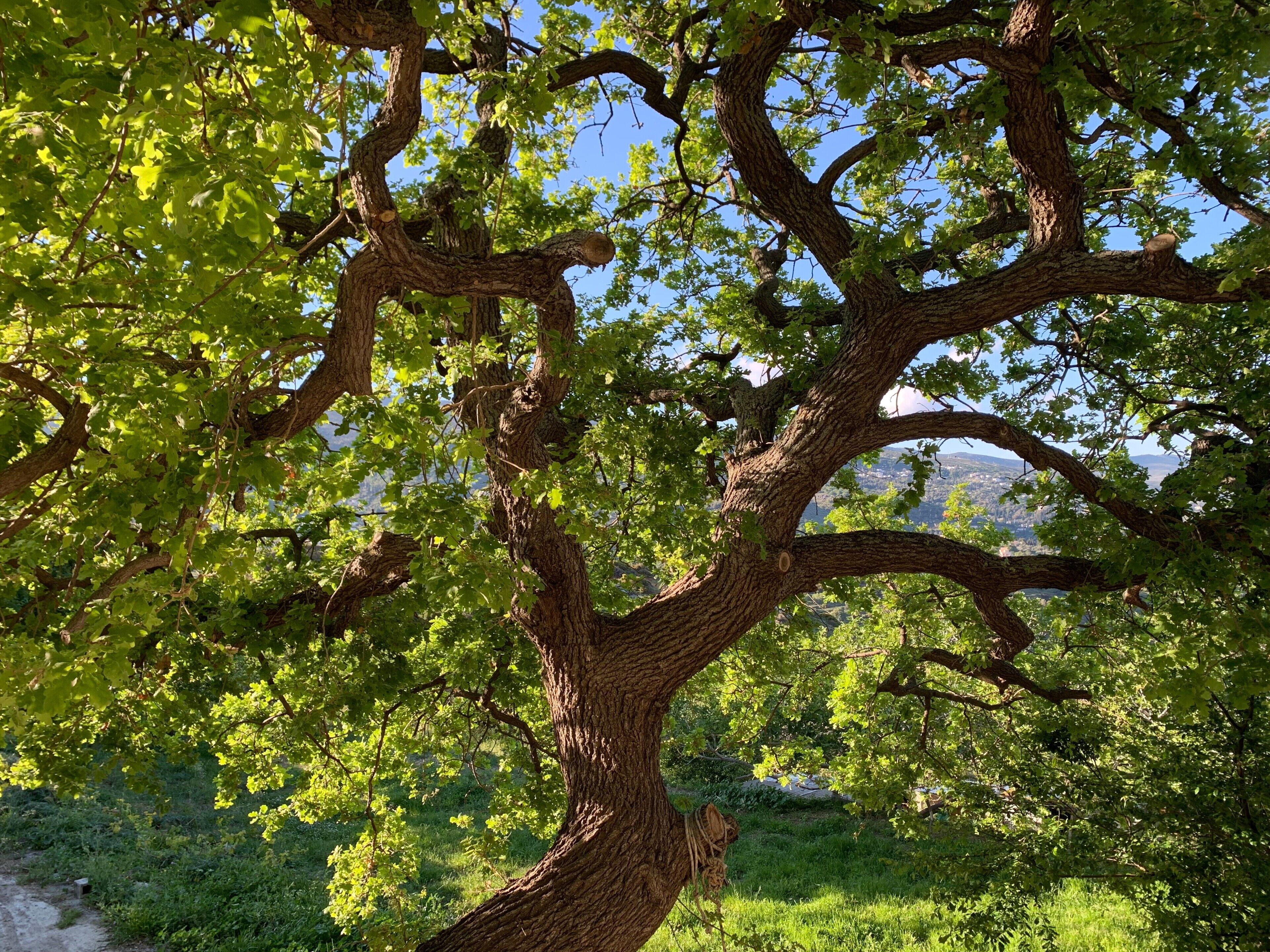 Un gran árbol con un tronco grueso y ramas extendidas, rodeado de follaje verde exuberante.