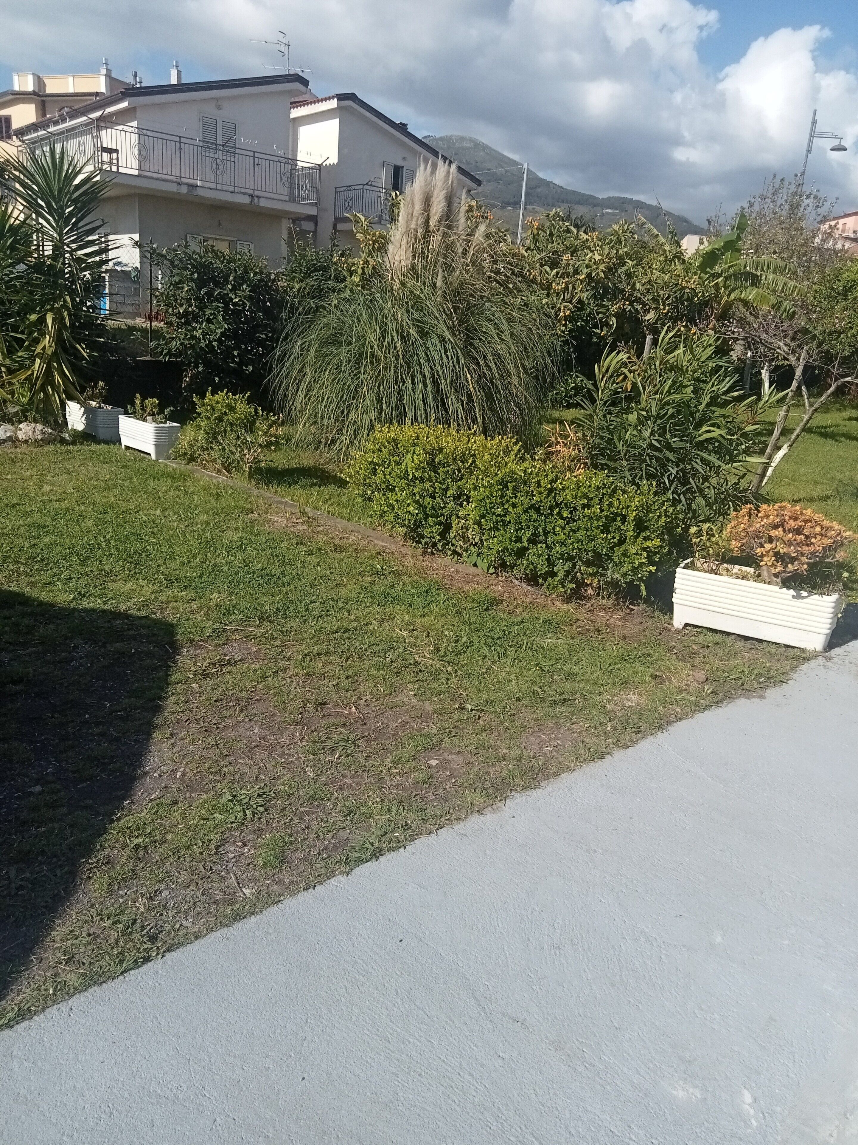 Uma área residencial com um caminho pavimentado, gramado e diversos arbustos e plantas.