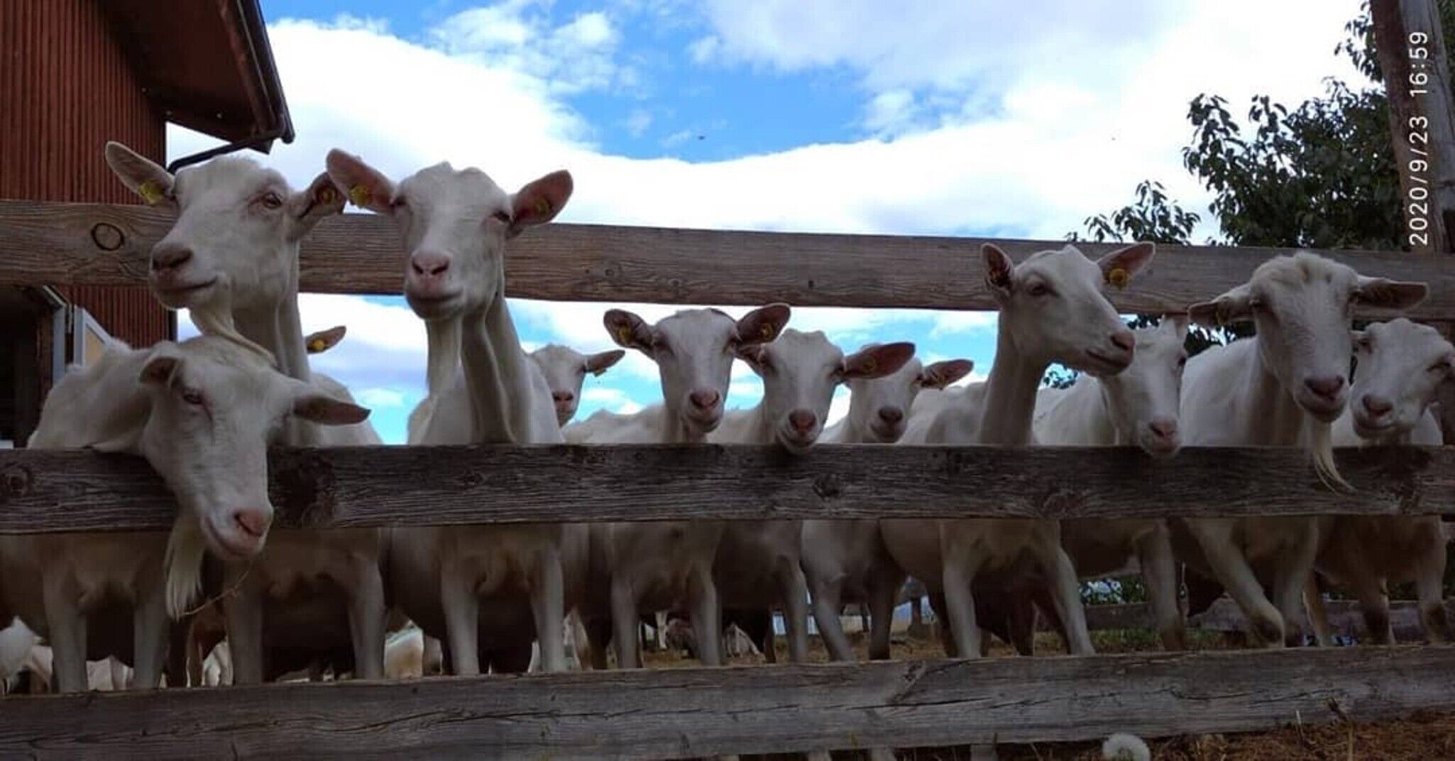 Un grupo de cabras blancas detrás de una cerca de madera, con un edificio al fondo.