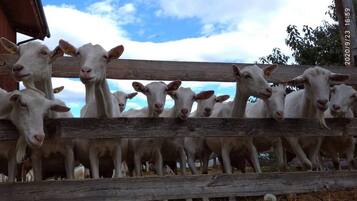 Un grupo de cabras blancas detrás de una cerca de madera, con un edificio al fondo.