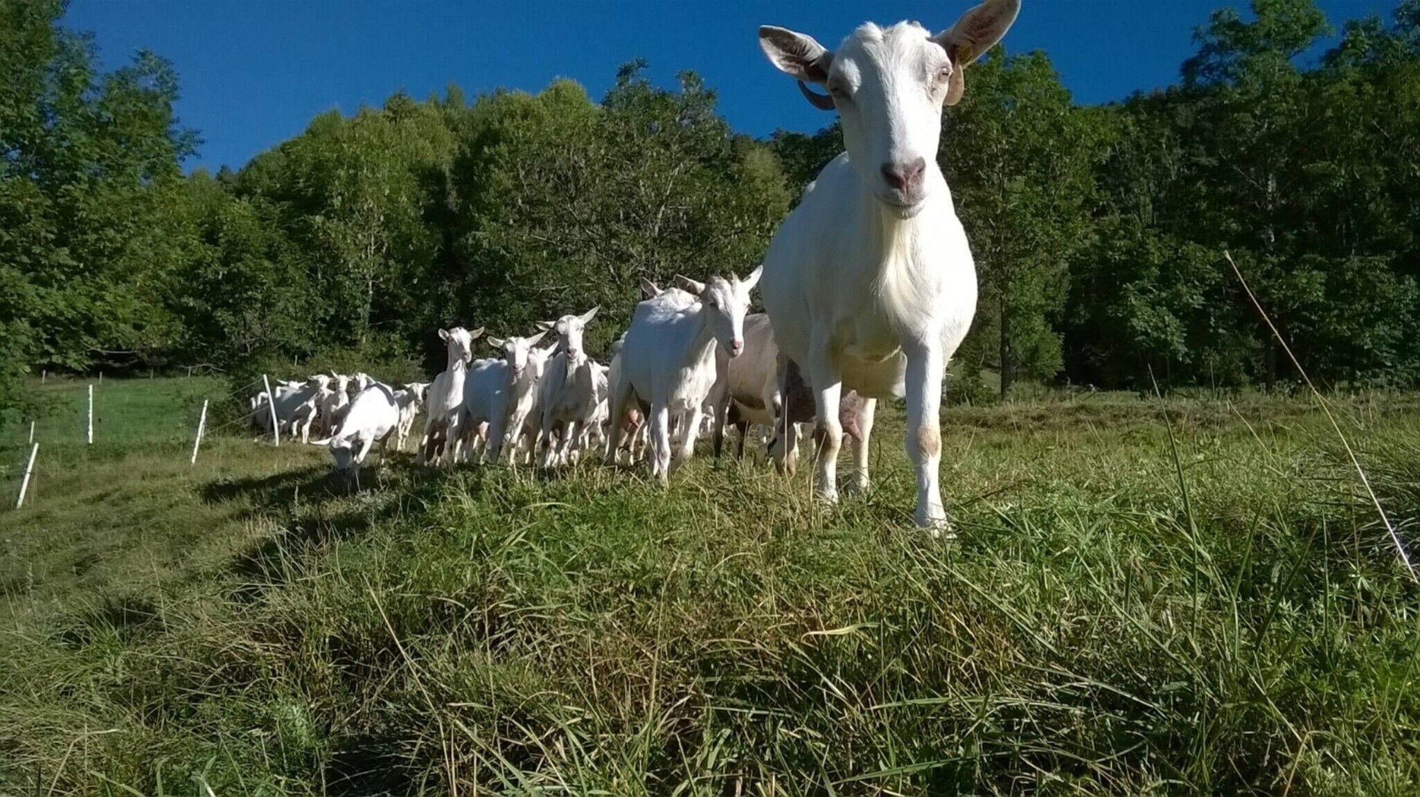 Un rebaño de cabras en un campo cubierto de hierba, con árboles al fondo.