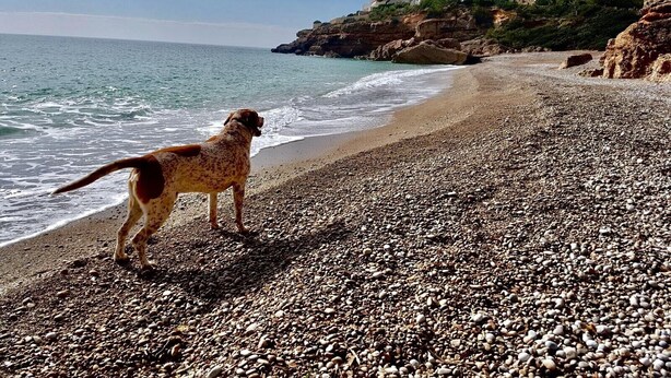 En strand med sten, en hund og en bygning i baggrunden.