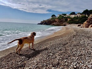 Una playa de guijarros, un perro y un edificio al fondo.