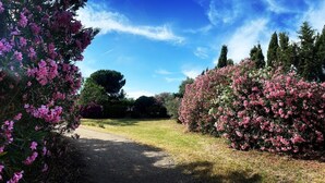 En sti i en have med blomstrende, lyserøde buske og en klar, blå himmel.