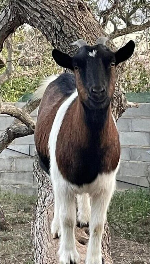 A goat with a white stripe on its face, standing on a branch. - Holiday Home 'Can Wancho' with Mountain View, Wi-Fi and Air Conditioning (Botarell)