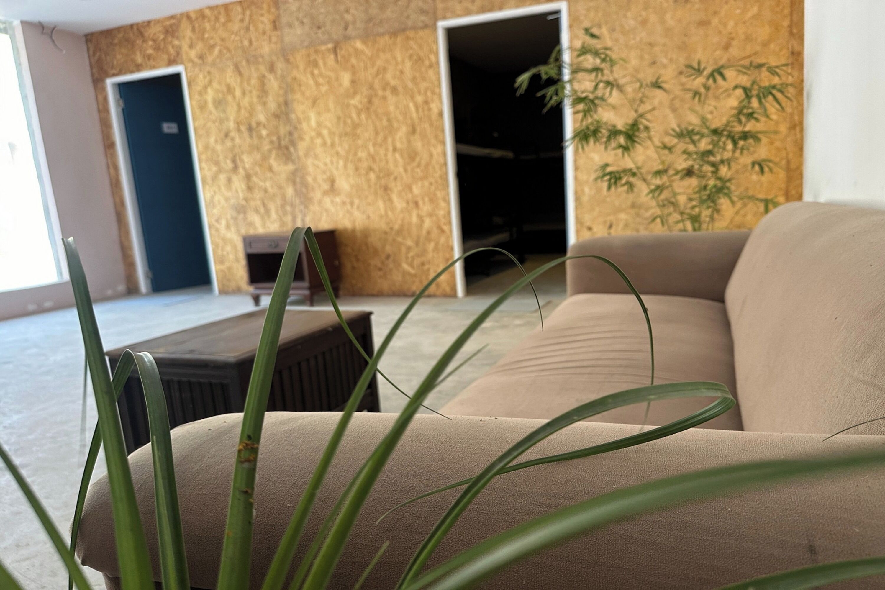 A modern living room with a beige sofa, a dark coffee table, and a large plant.
