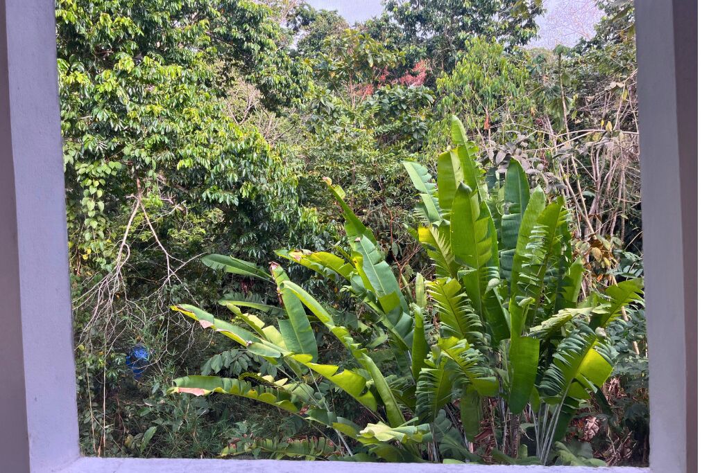 Un jardín exuberante con diversas plantas y árboles verdes.