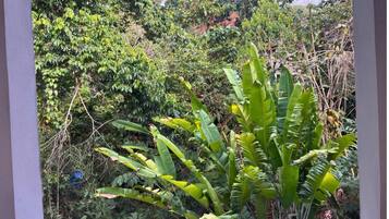 Un jardín exuberante con diversas plantas y árboles verdes.