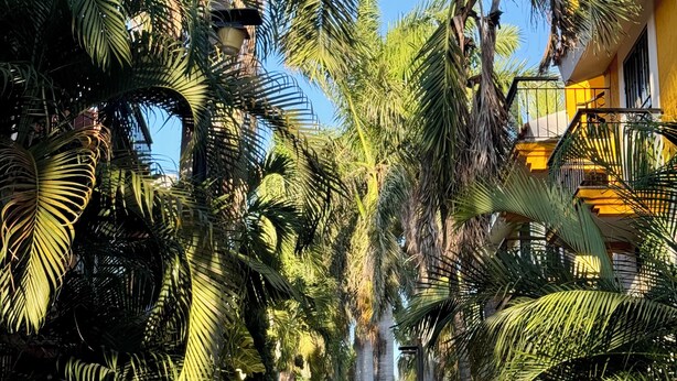 A narrow pathway flanked by tall palm trees leading to a yellow building with a balcony. - Cozy Apartment Near the Beach (Mazatlán)