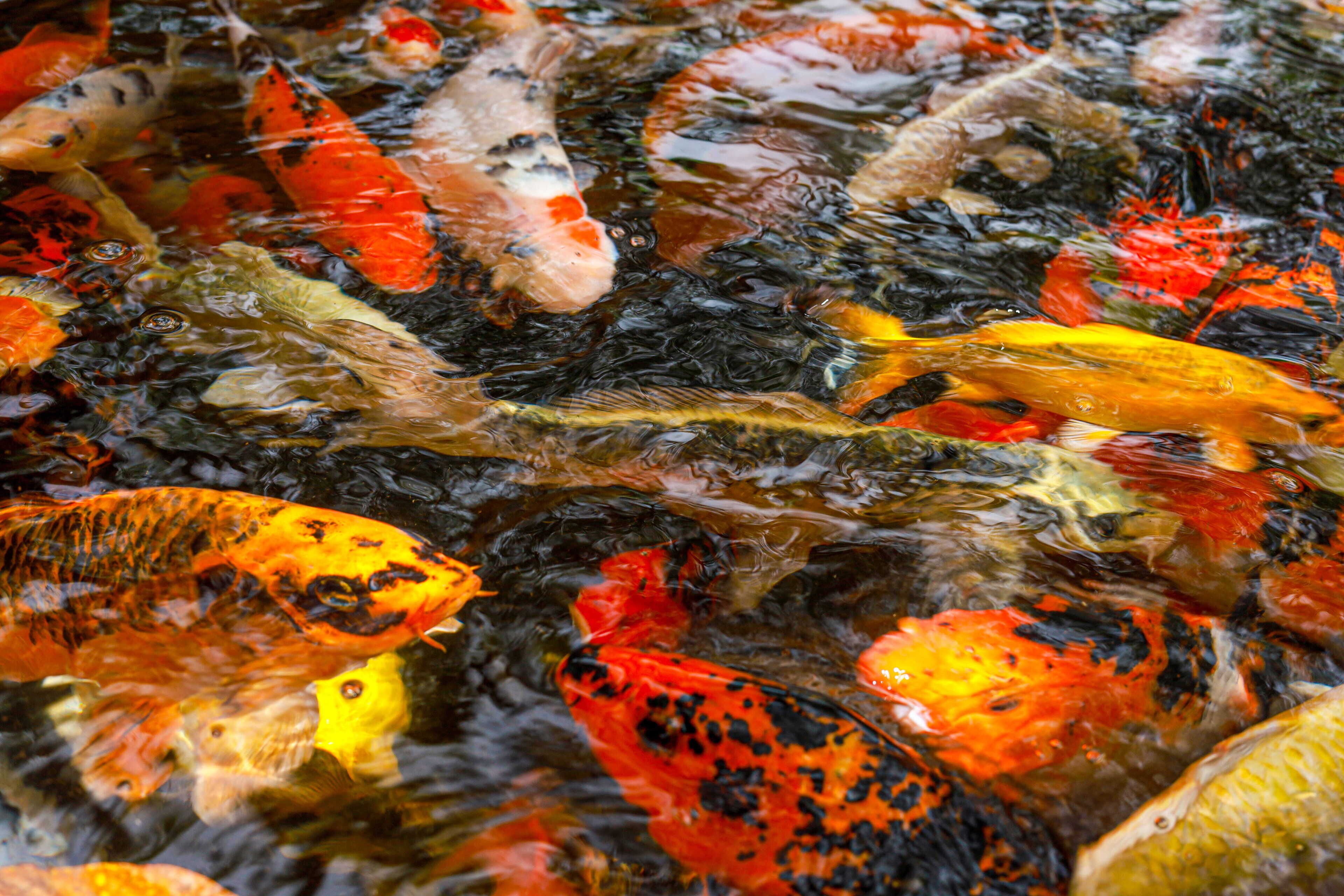 A koi pond with variously colored koi fish swimming.
