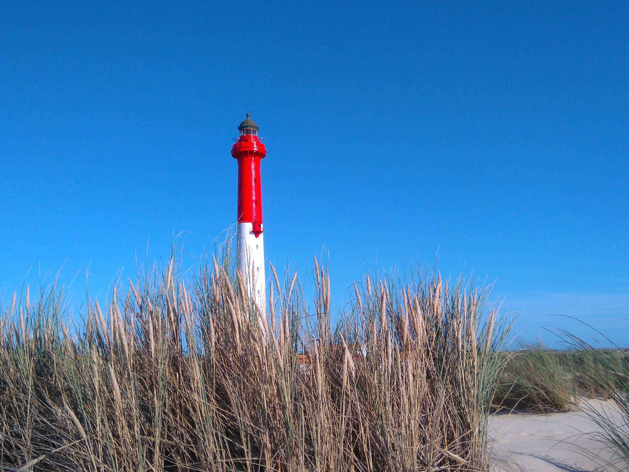 A lighthouse surrounded by tall grass.