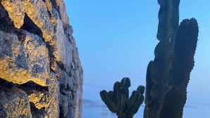 Un muro rocoso con un cactus y plantas suculentas.