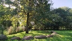 Een natuurlijk landschap met een grote boom, rotsen en weelderige begroeiing.