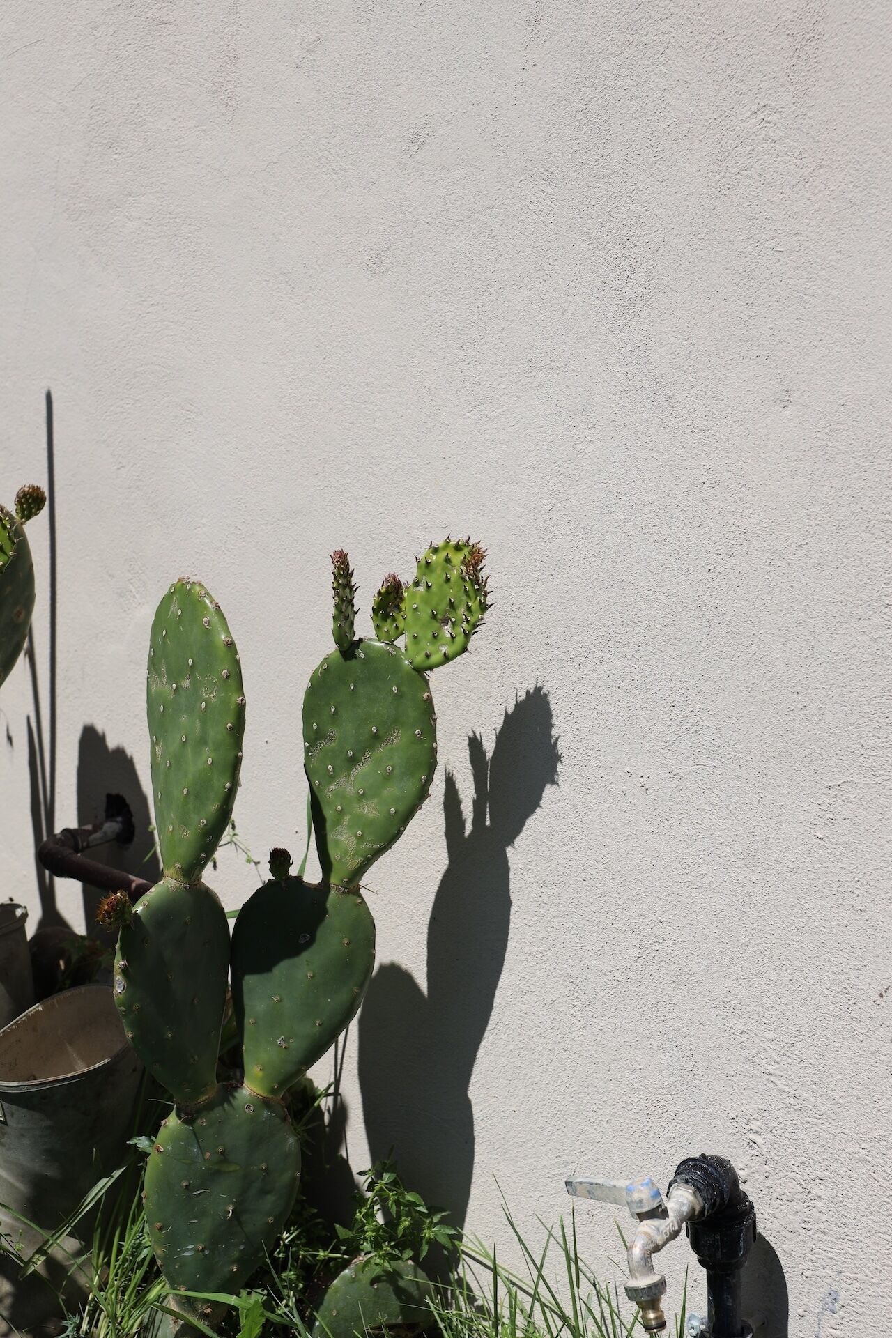 Un cactus devant un mur uni.