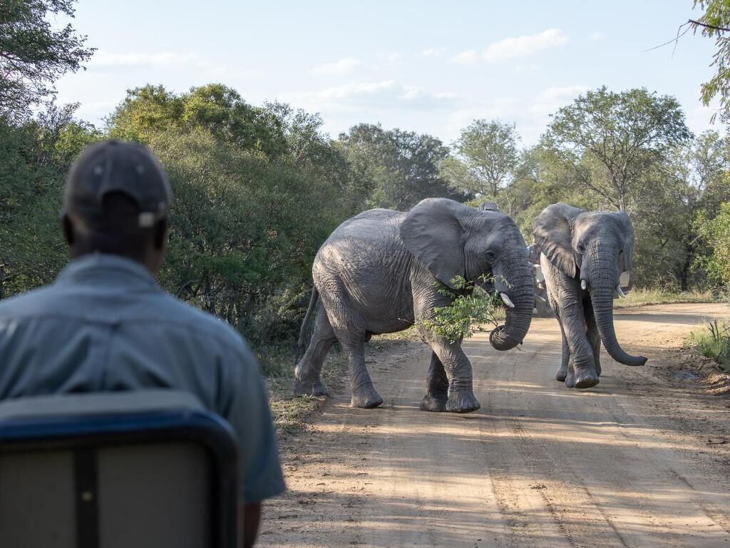 A man observing elephants on a dirt road surrounded by trees.