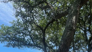 A hammock under a tree by a body of water. - NEW LISTING: Breathtaking Waterfront Views w/ Private Dock  (Kill Devil Hills)