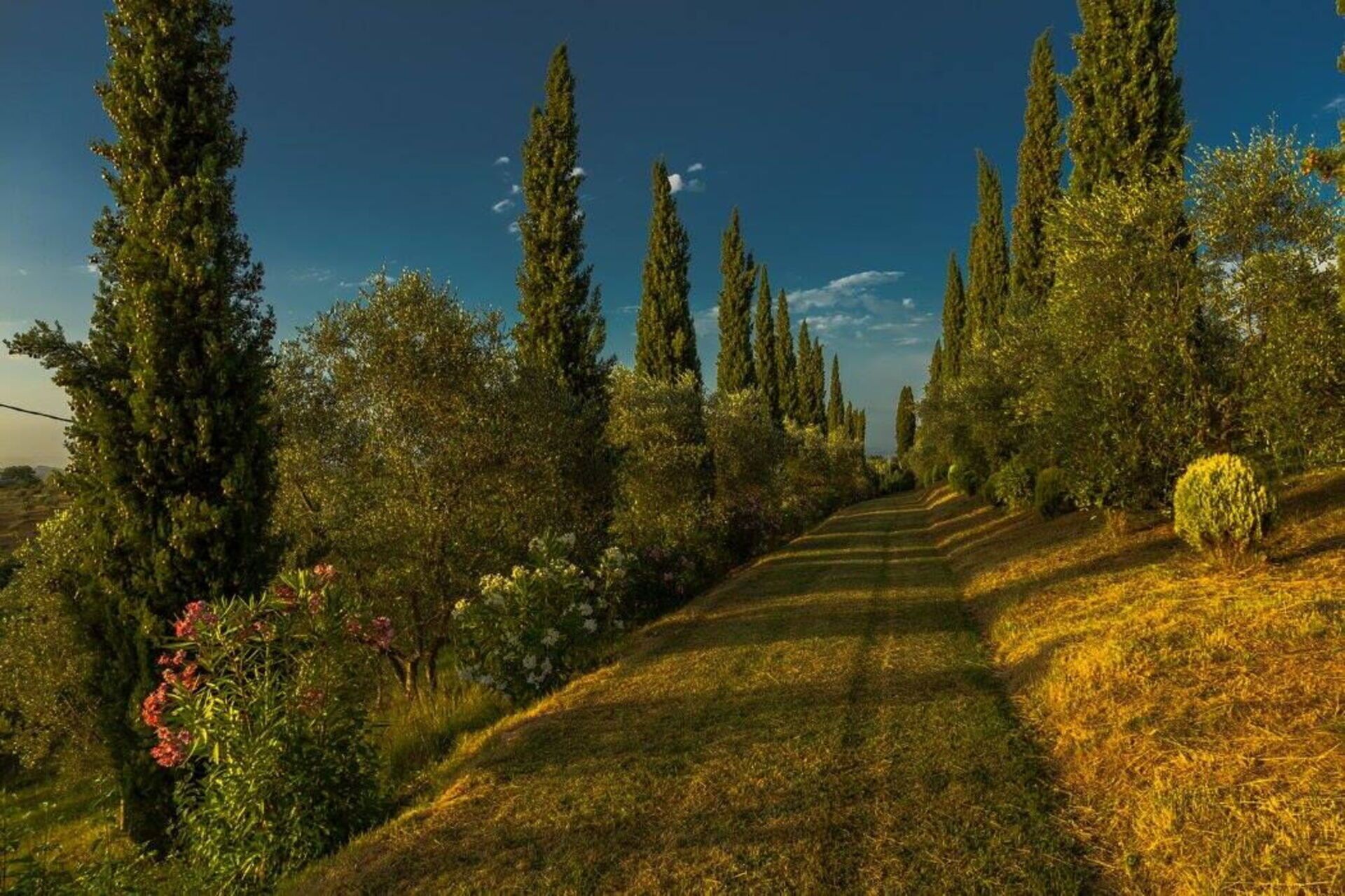 A pathway flanked by tall cypress trees and various shrubs, leading through a landscaped garden.