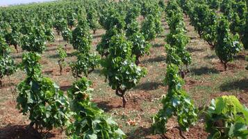 Viñedo con hileras de vides.