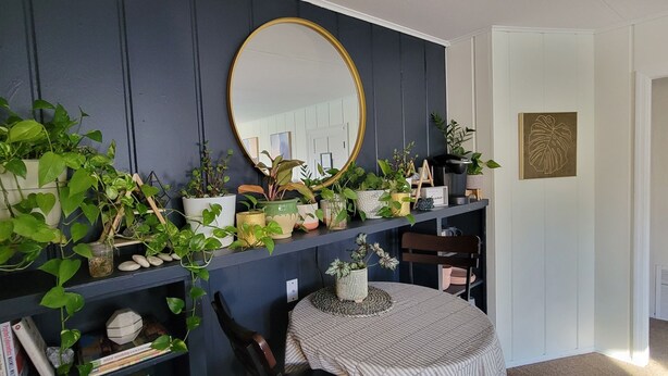 Una habitación con una pared azul oscuro, un espejo redondo y estantes llenos de plantas en macetas.