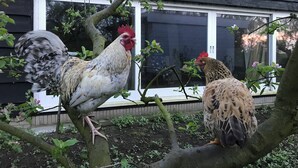 Two chickens on a tree in front of a house with a window and a door.